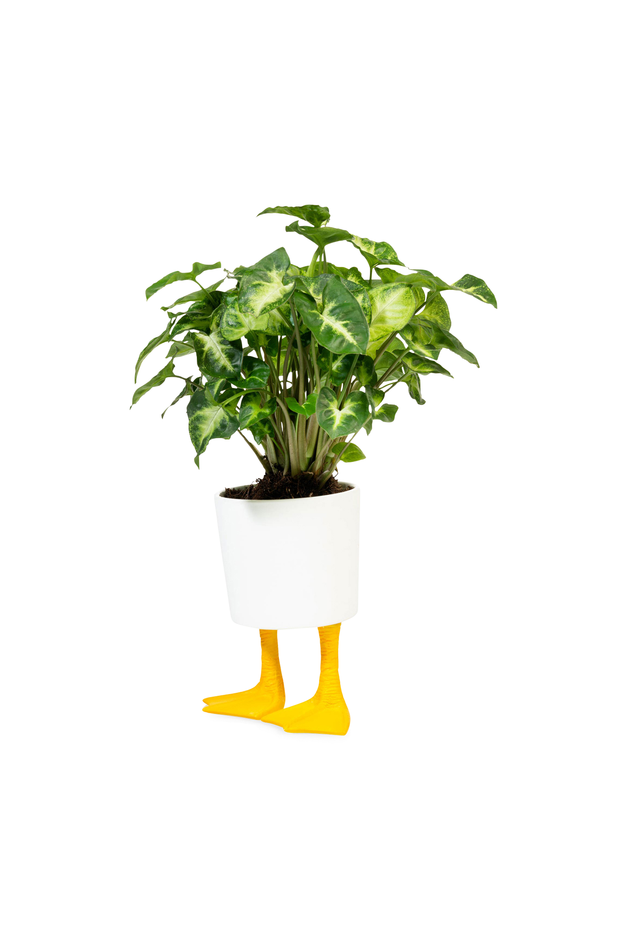 Cache pot BITTEN Yellow