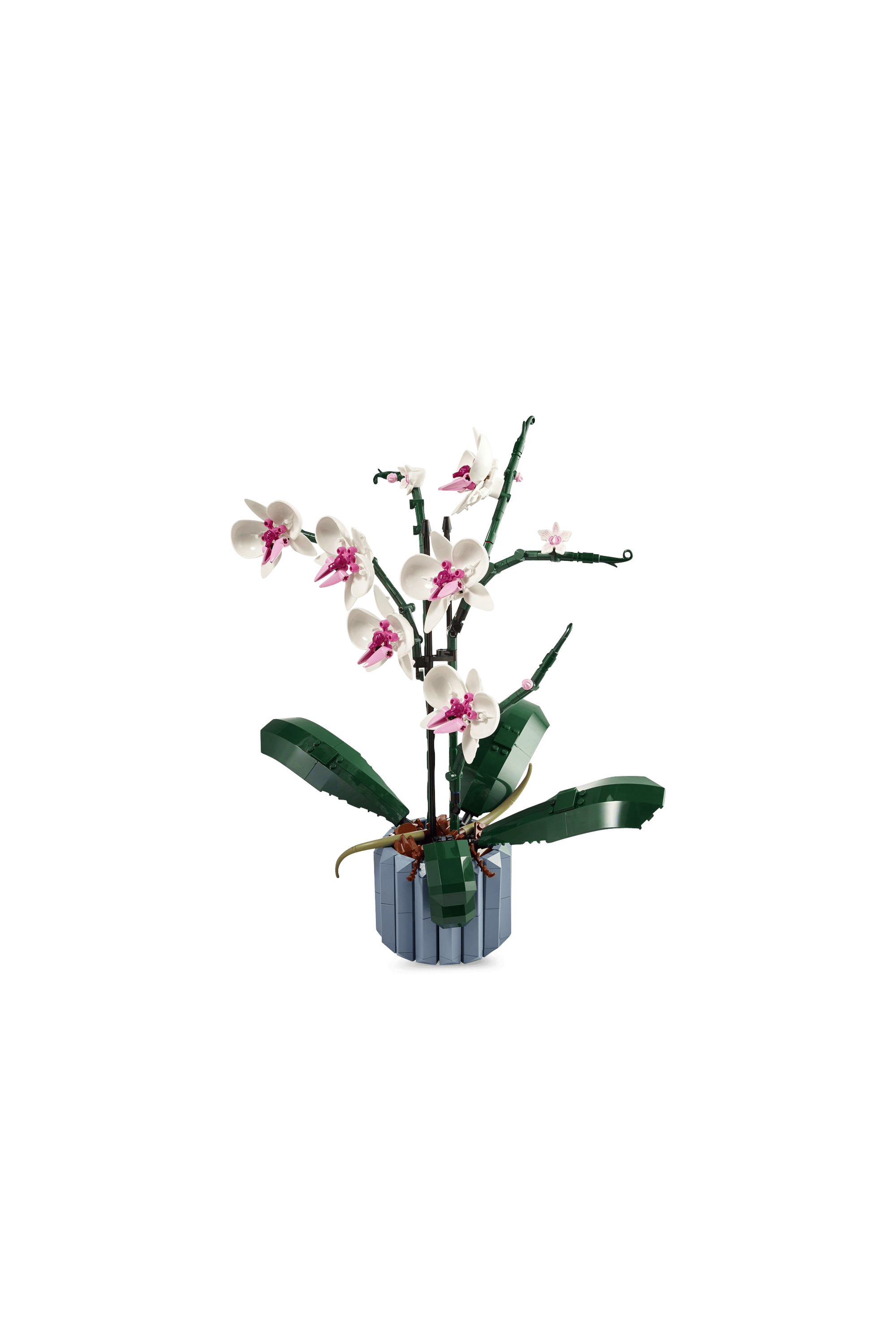 The Orchid Multicolored