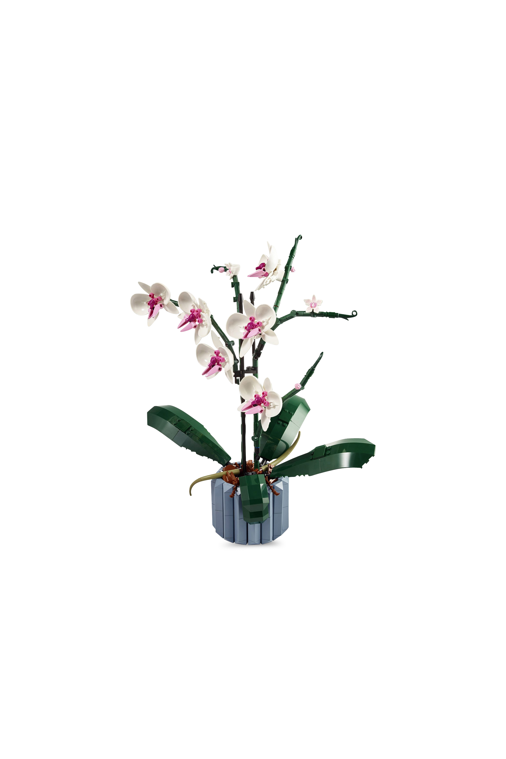 L'Orchidée Multicolore