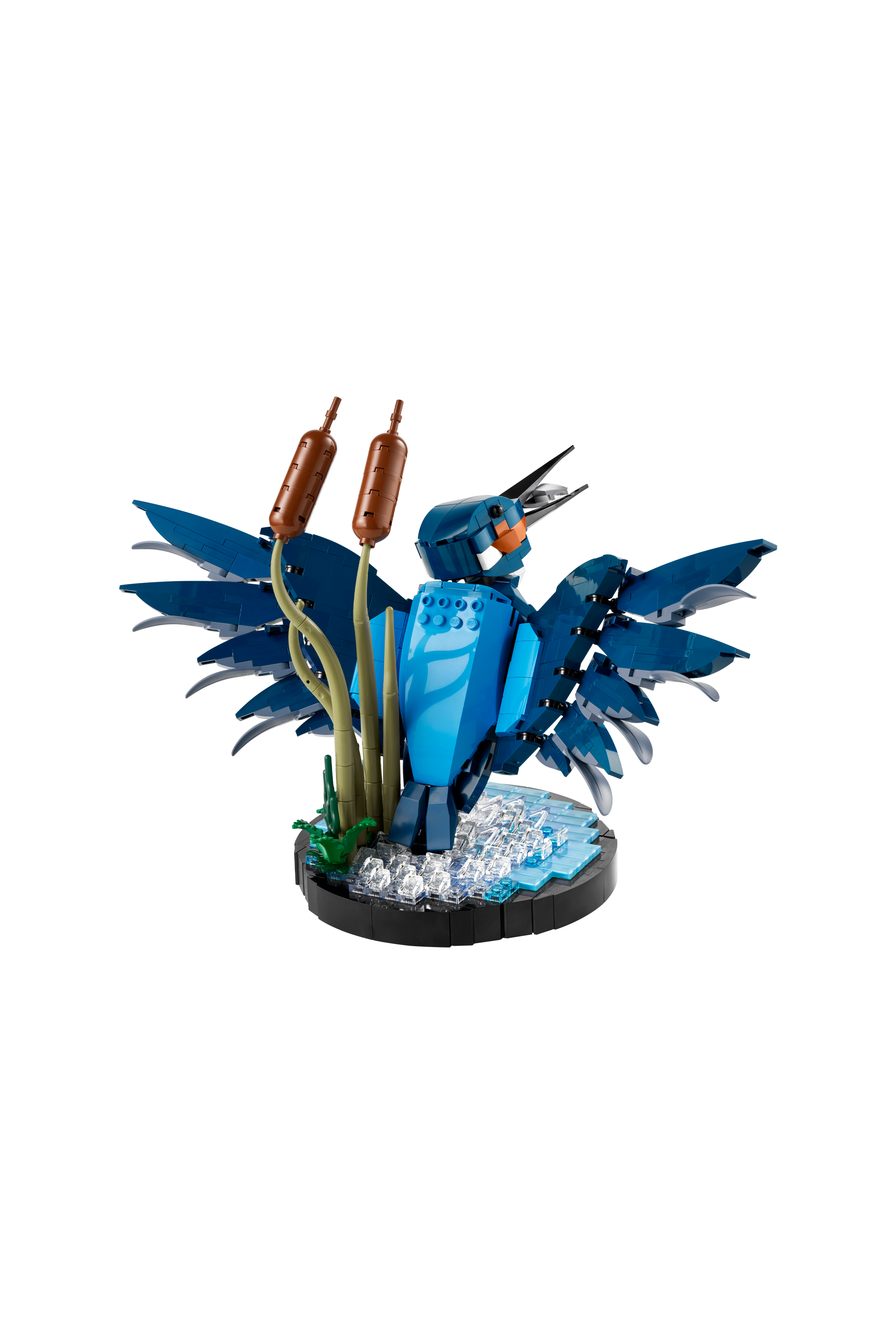 The kingfisher Multicolored