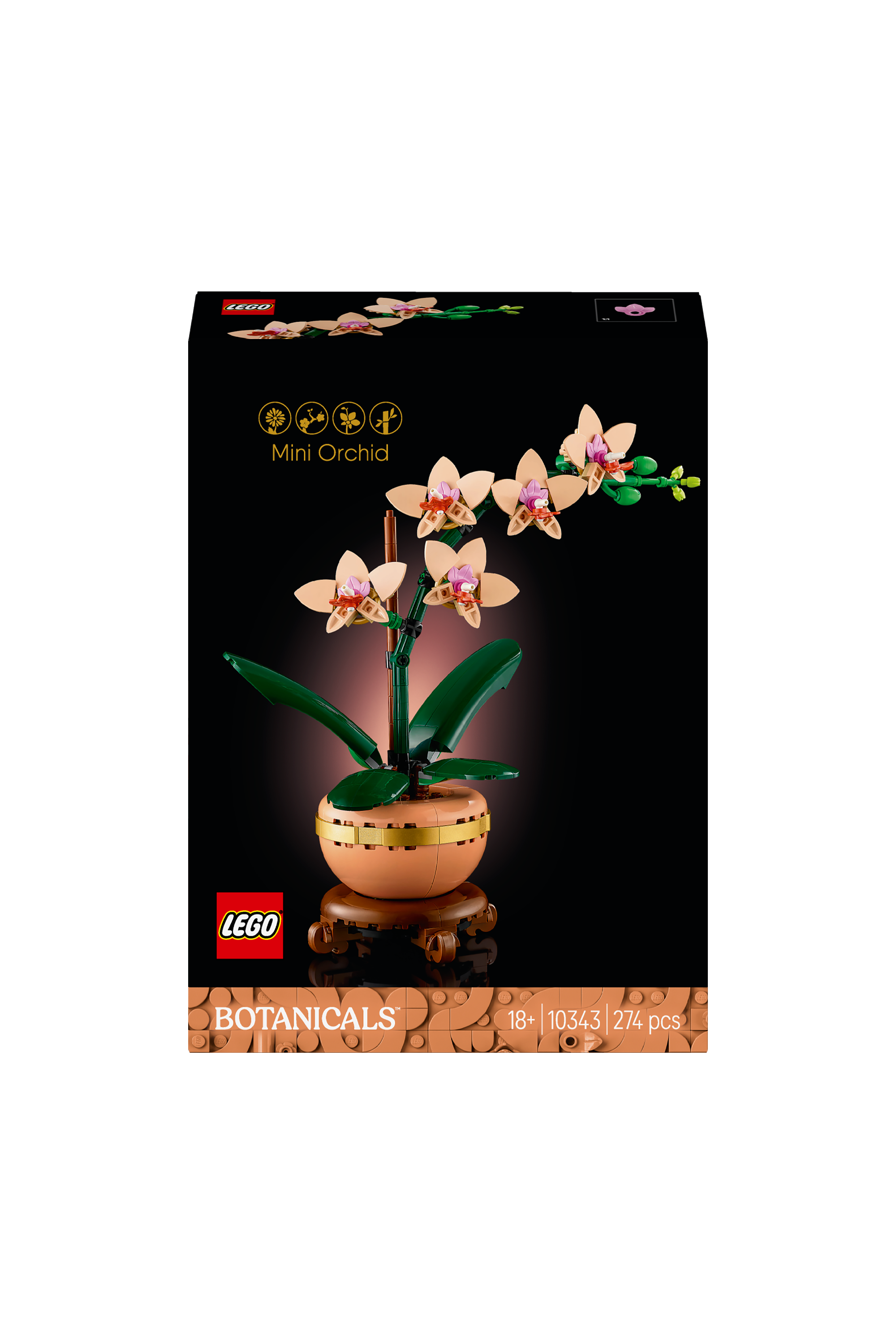 Miniature Orchid Multicolored