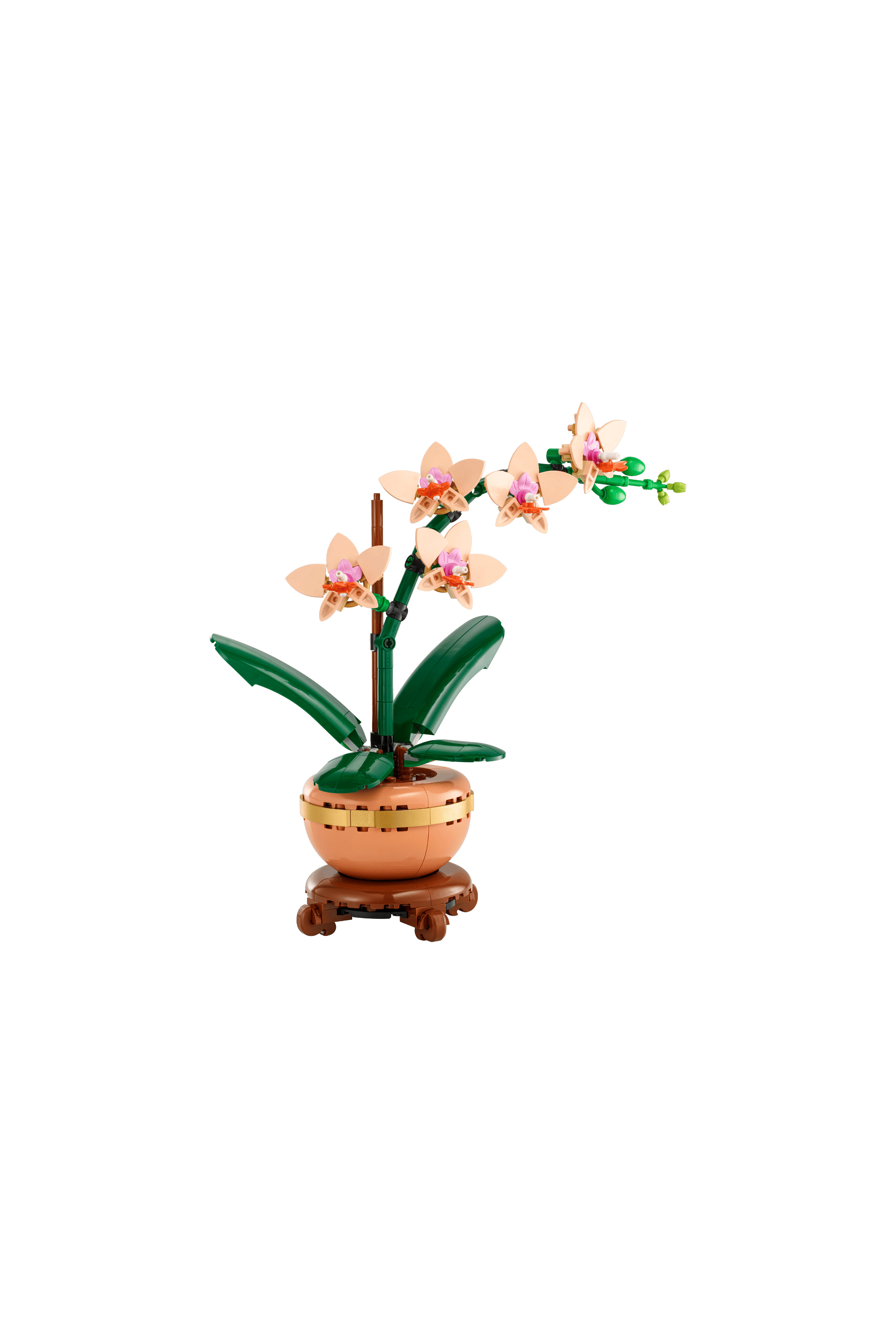 Miniature Orchid Multicolored