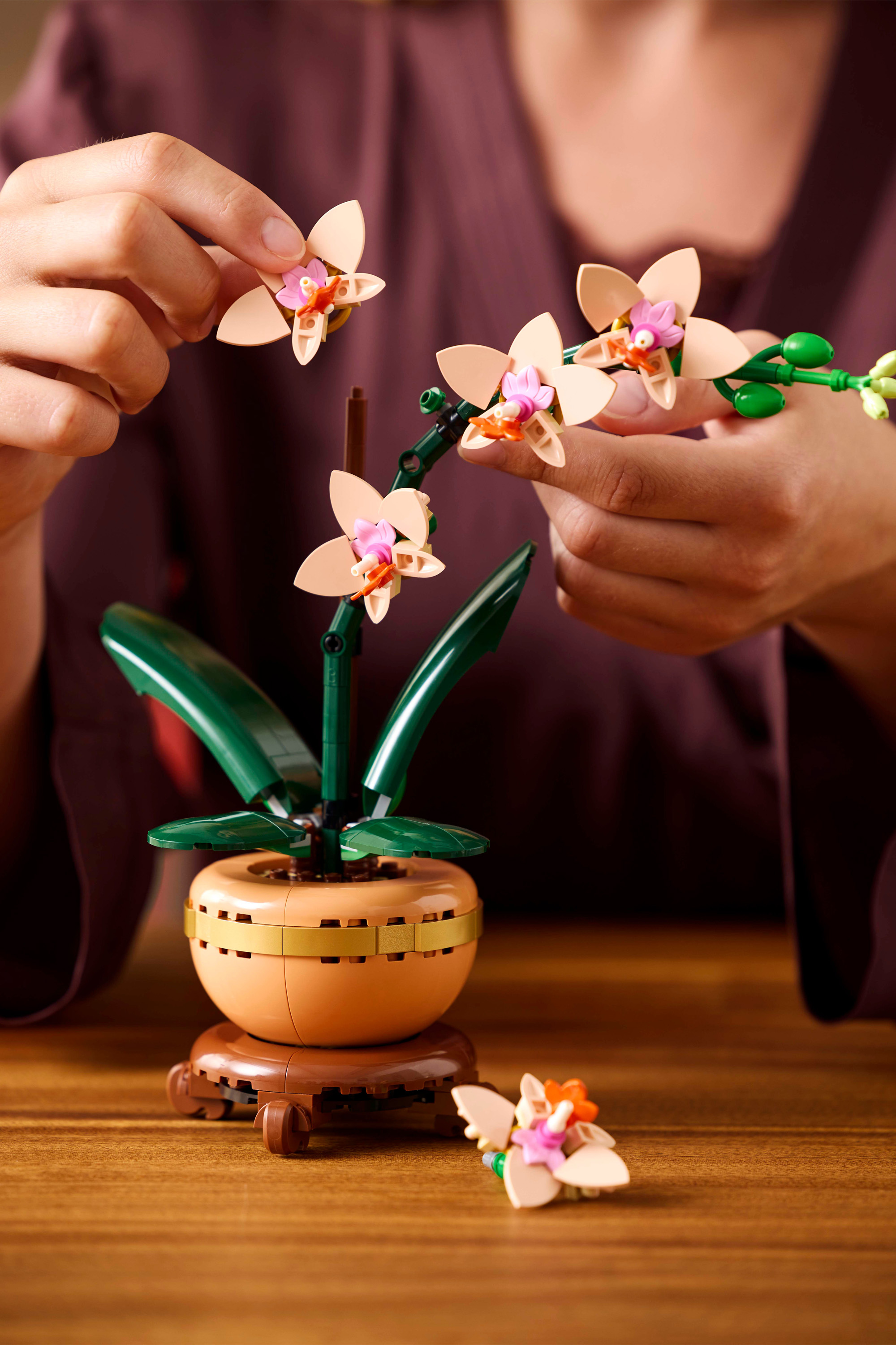 Miniature Orchid Multicolored