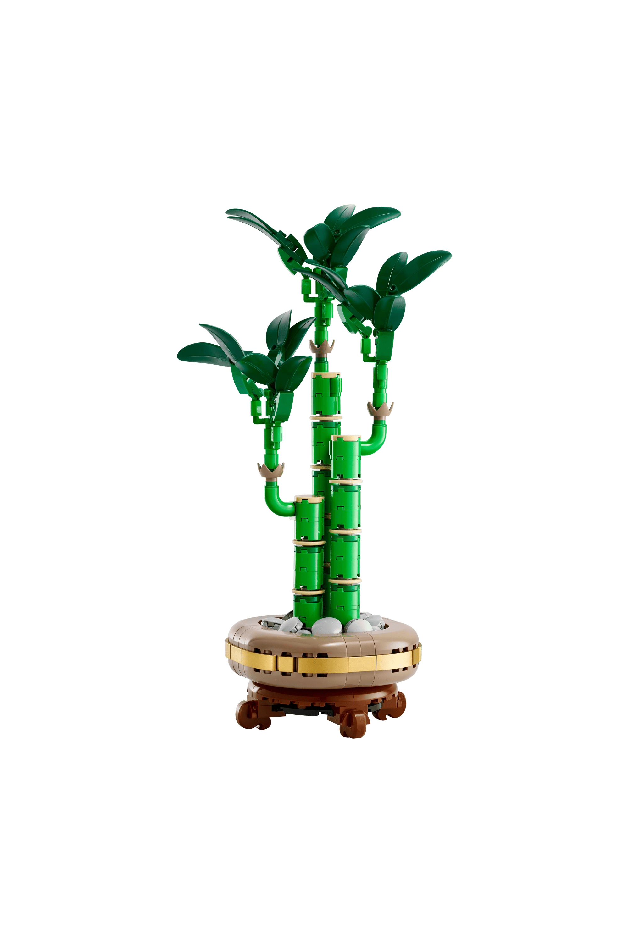 Lucky Bamboo Multicolored