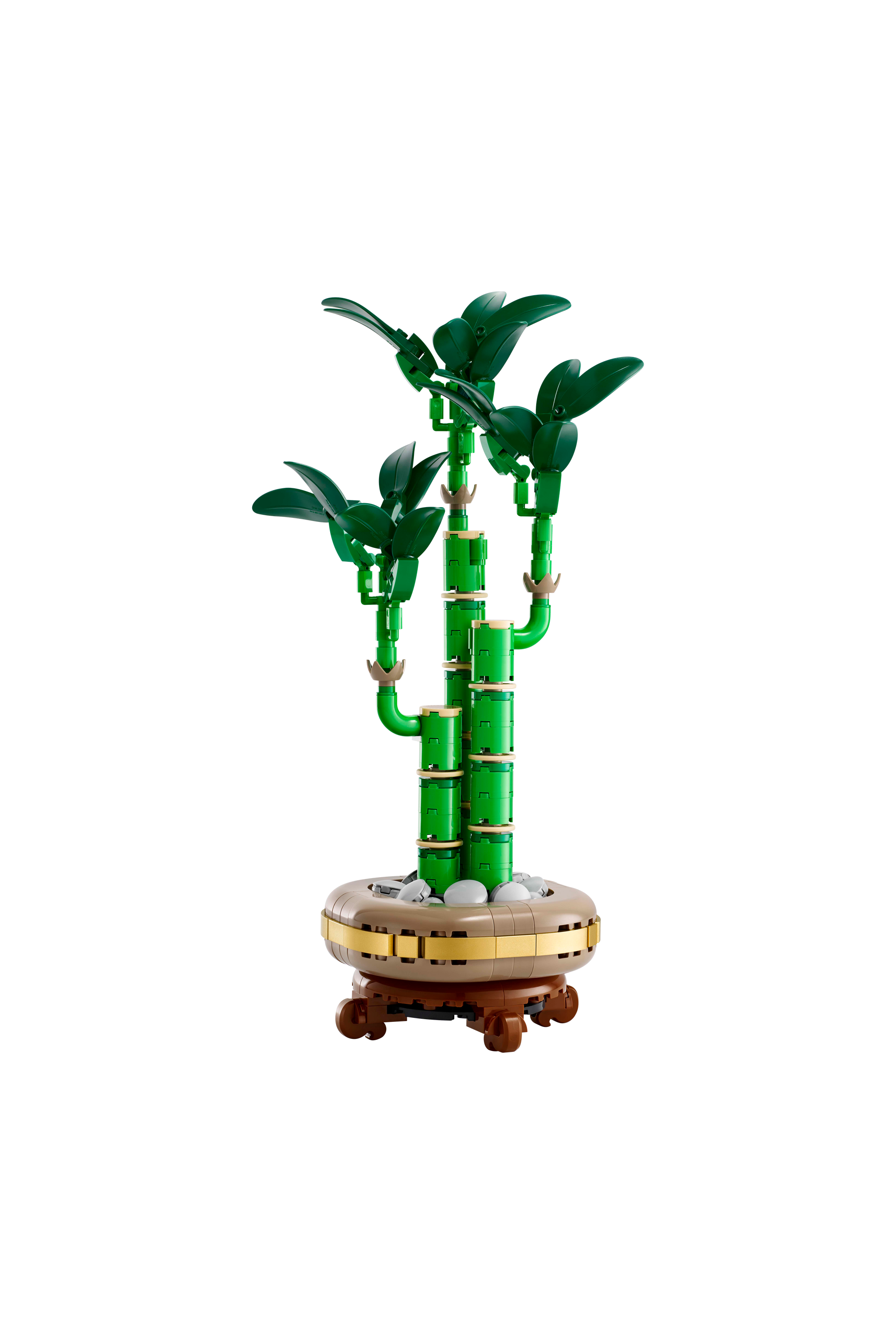Lucky Bamboo Multicolored