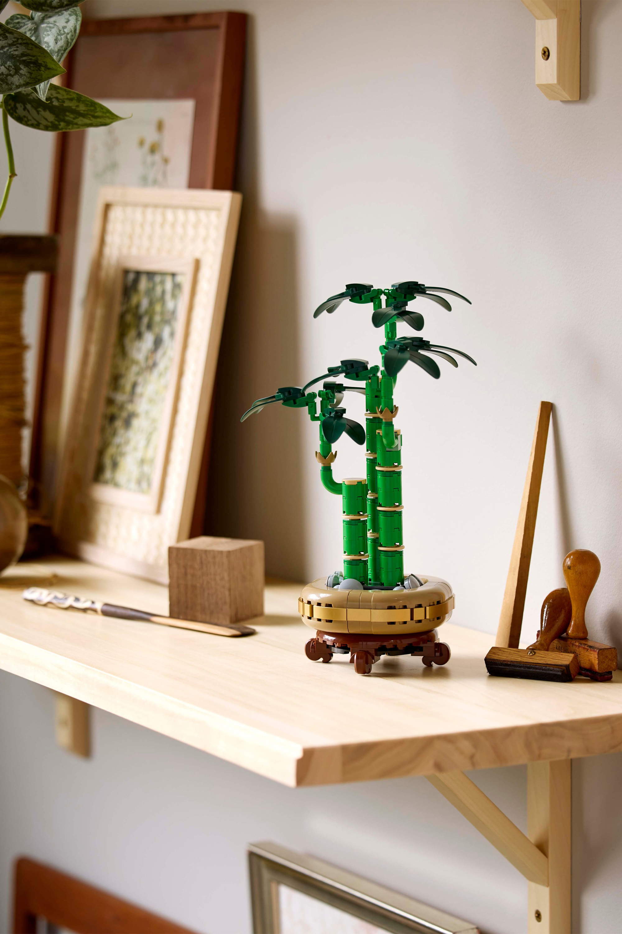 Lucky Bamboo Multicolored