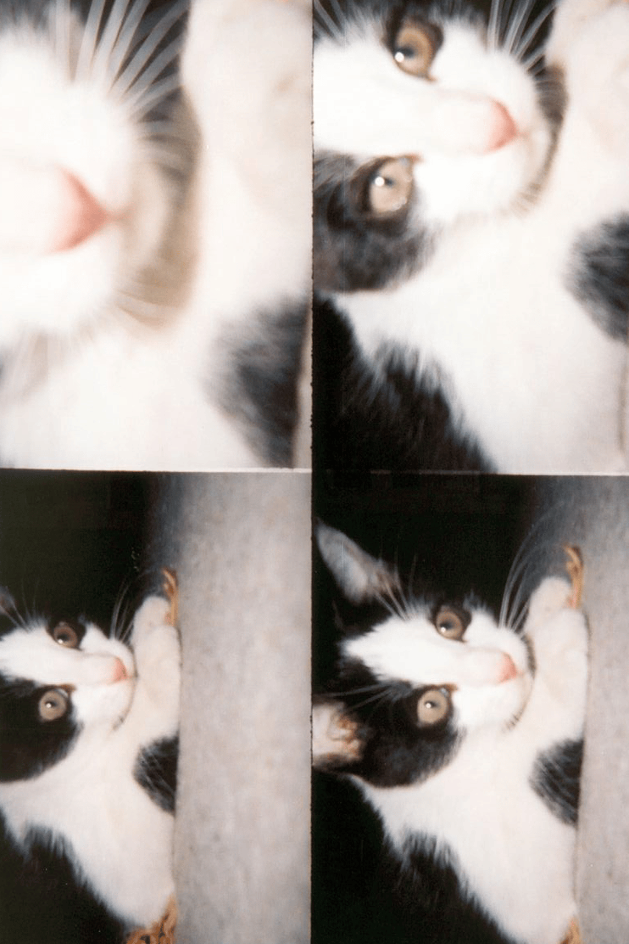 Appareil photo | Multicolore LOMOGRAPHY Femme