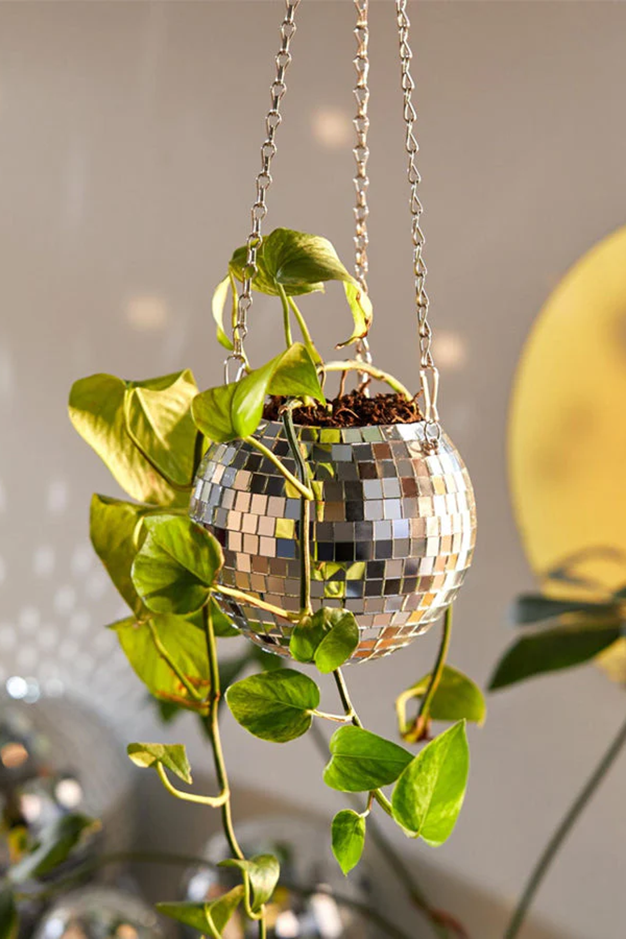 Cache-pot Multicolored